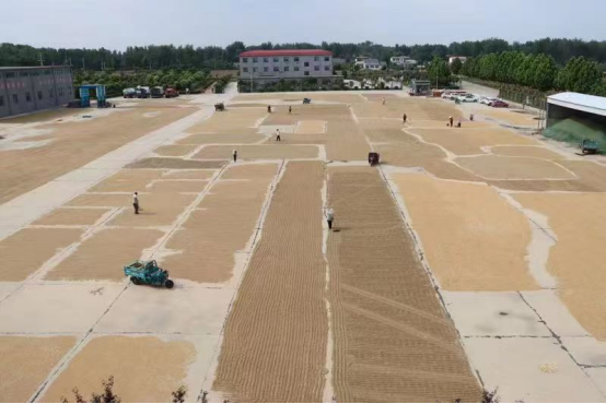 6.2展現(xiàn)國企責任擔當 全力助民搶收夏糧(新聞稿)659.png 6.2展現(xiàn)國企責任擔當 全力助民搶收夏糧(新聞稿)659.png